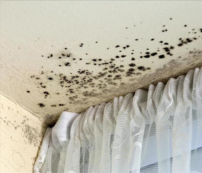 Spots of mold growing above a window.